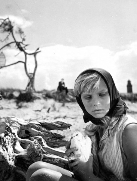 detail Holubice - Blu-ray + DVD Digipack